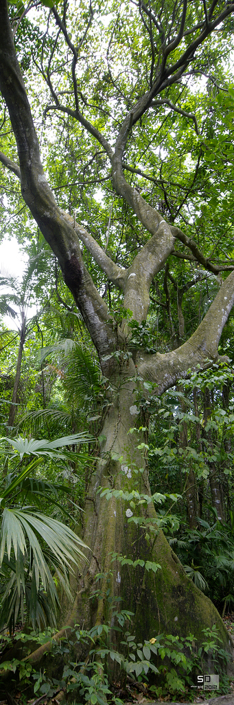Jungle Tayrona