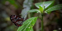 Papillon transparent